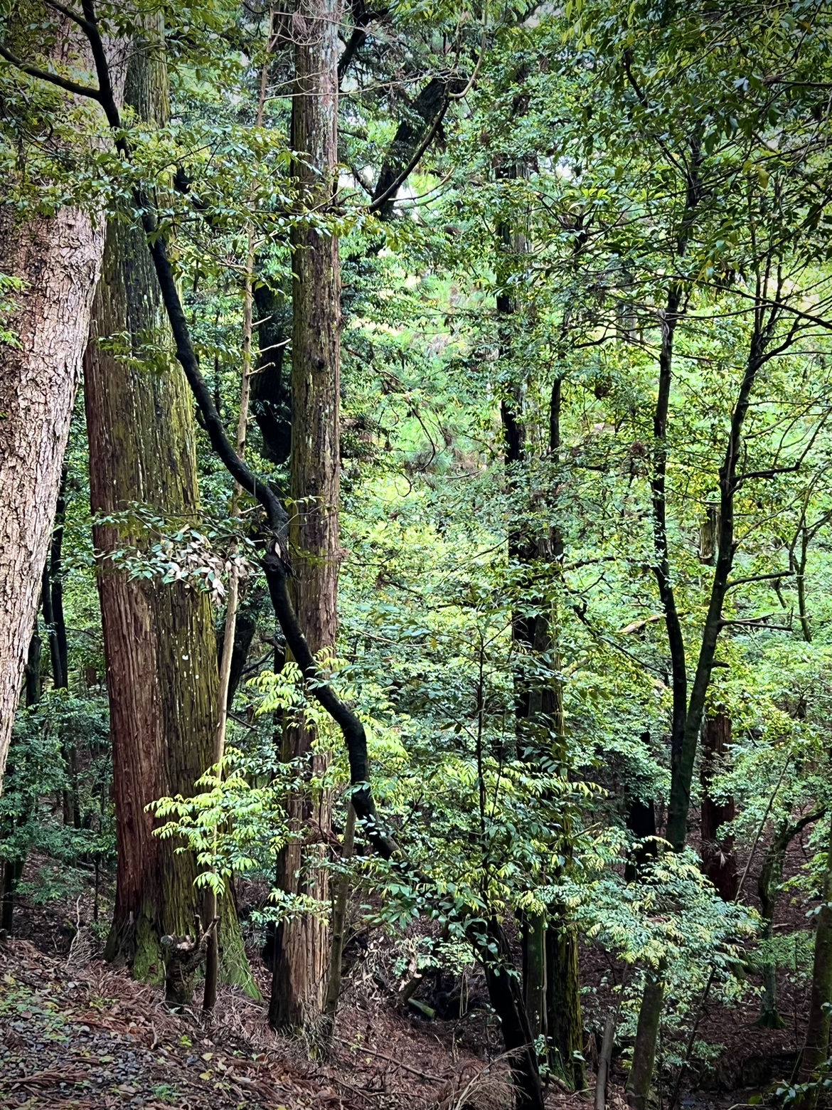 春日山原始林