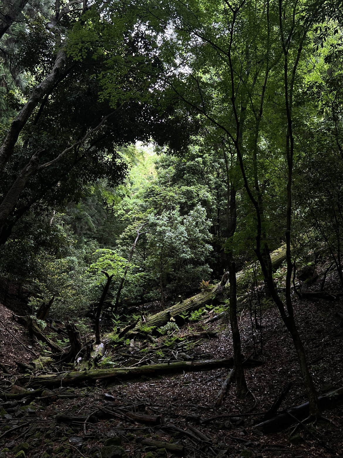 春日山原始林