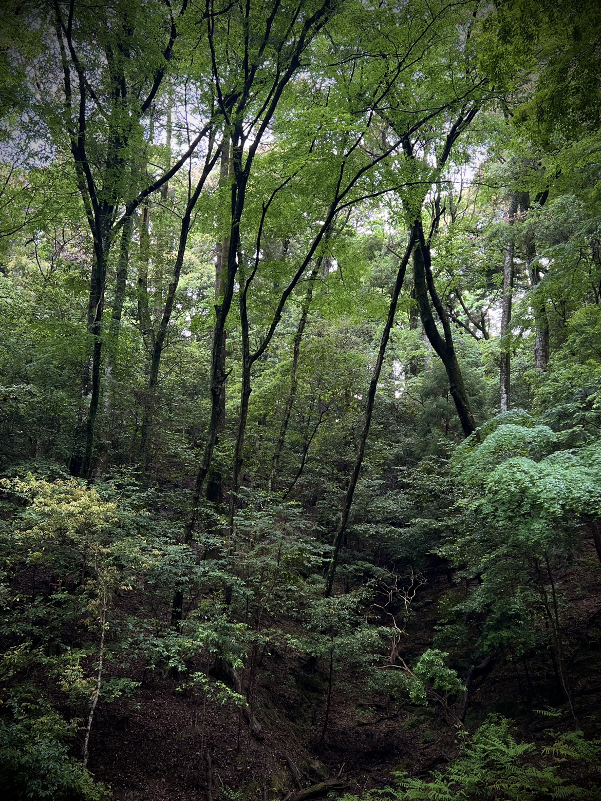 春日山原始林