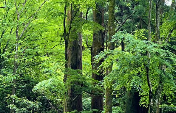 春日山原始林