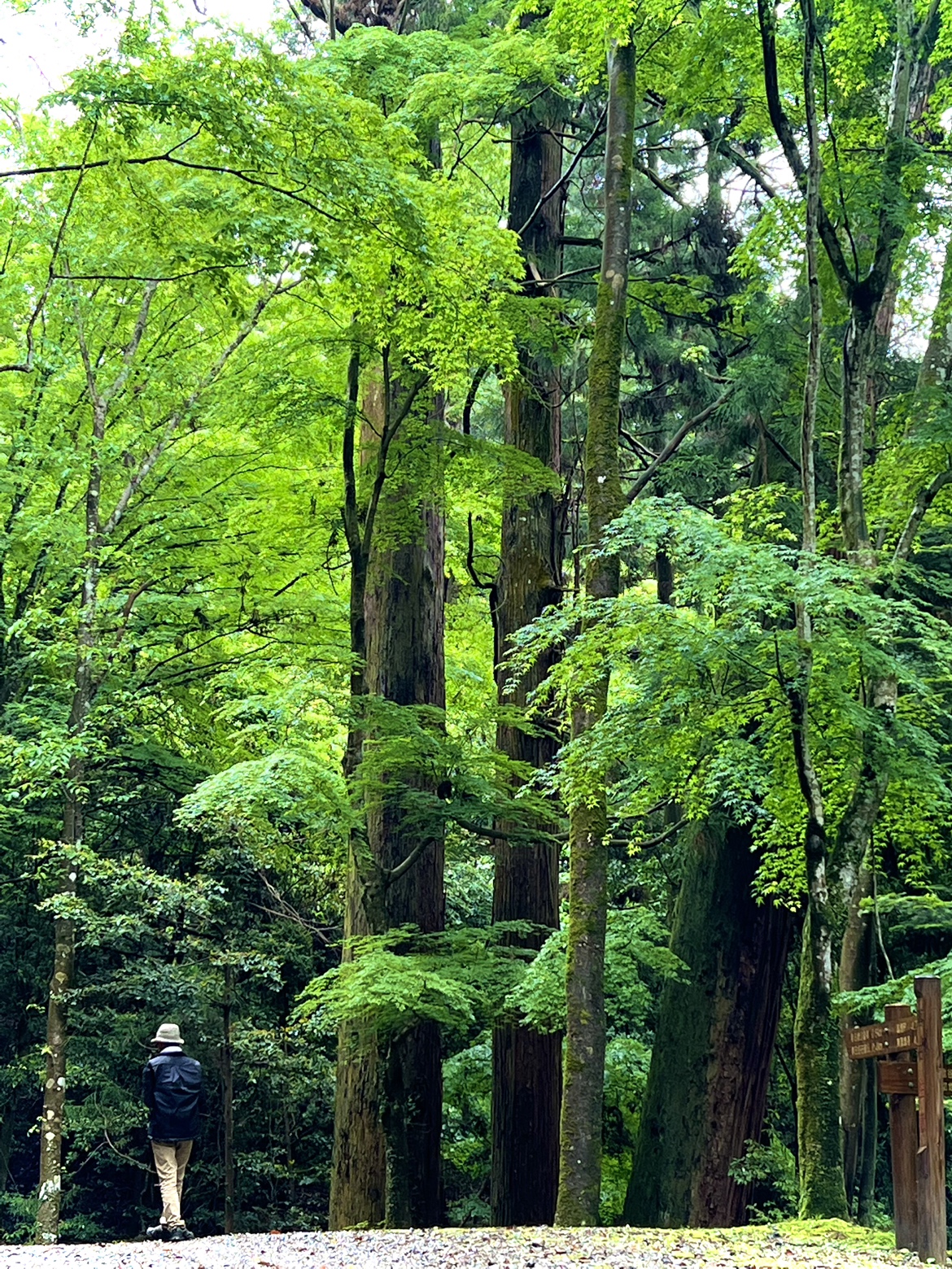 春日山原始林