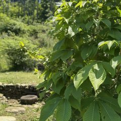 第1エリアの状況